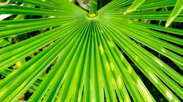 Saw Palmetto is a popular ingredient in testosterone boosters