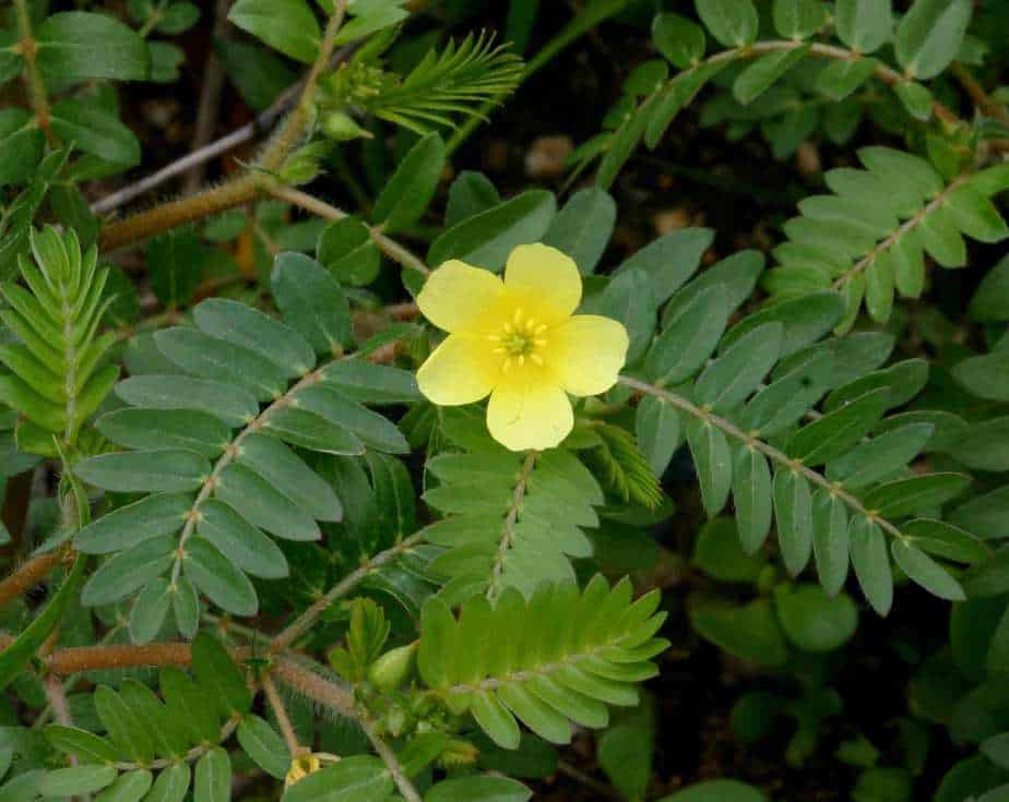 Tribulus Terrestris is a popular ingredient in testo boosters