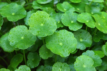 Gotu Kola benefits and side effects