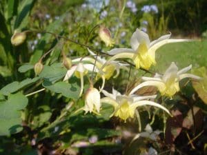 macro-epimedium-egret-15042007-1