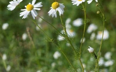 Chamomile Tea Benefits & Side Effects: Anxiety And Insomnia Relief