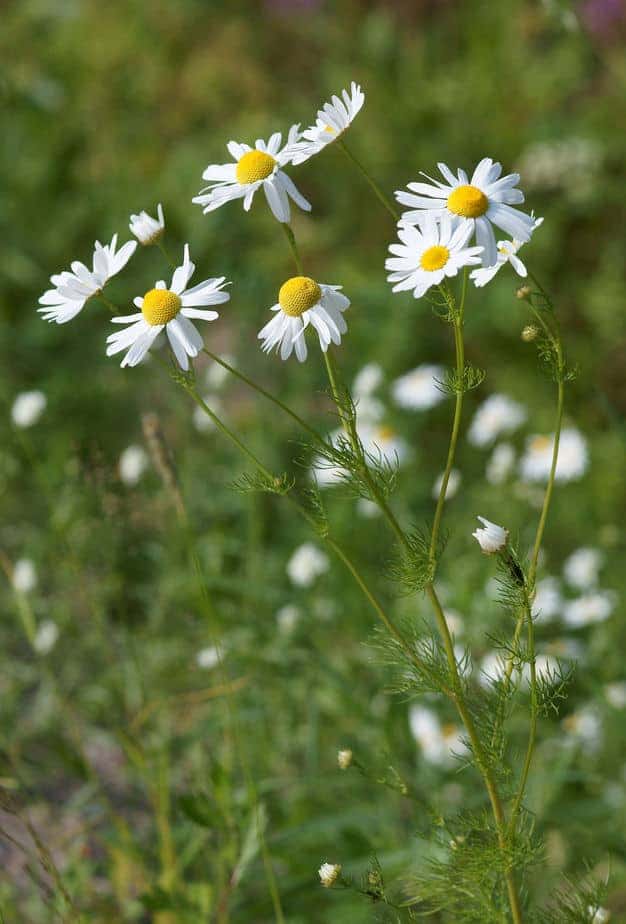 Chamomile Tea Benefits