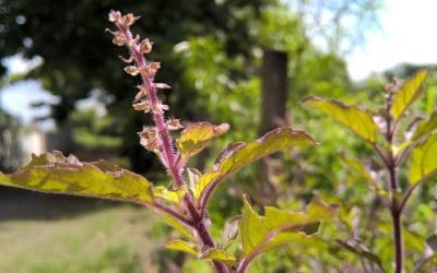 Holy Basil Benefits And Side Effects