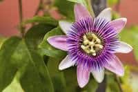 Passionflower for anxiety