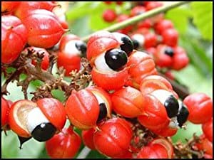Guarana Benefits And Side Effects