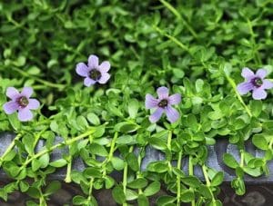 Bacopa Monnieri Benefits And Side Effects