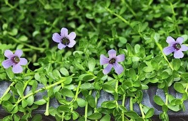 Bacopa Monnieri Benefits (Are There Side Effects You Should Know?)
