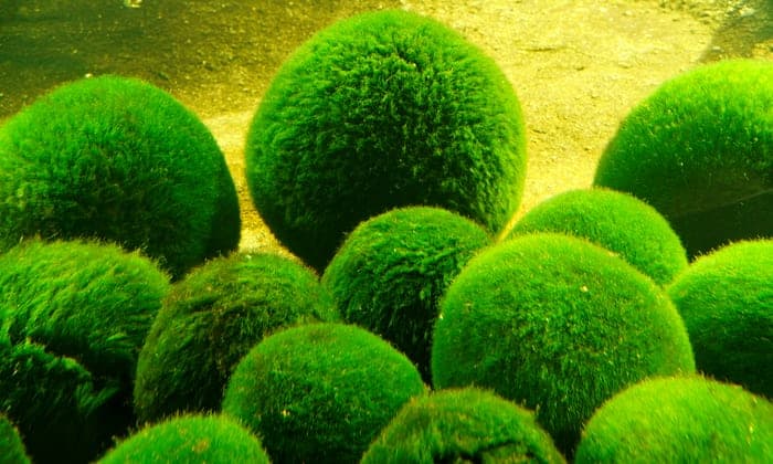 Algae Supplement Benefits