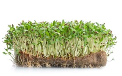 The Health Benefits of Alfalfa Grass