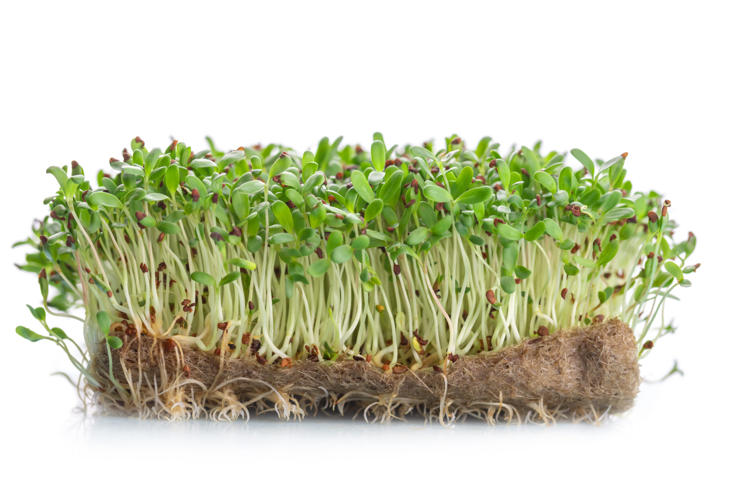 Alfalfa grass